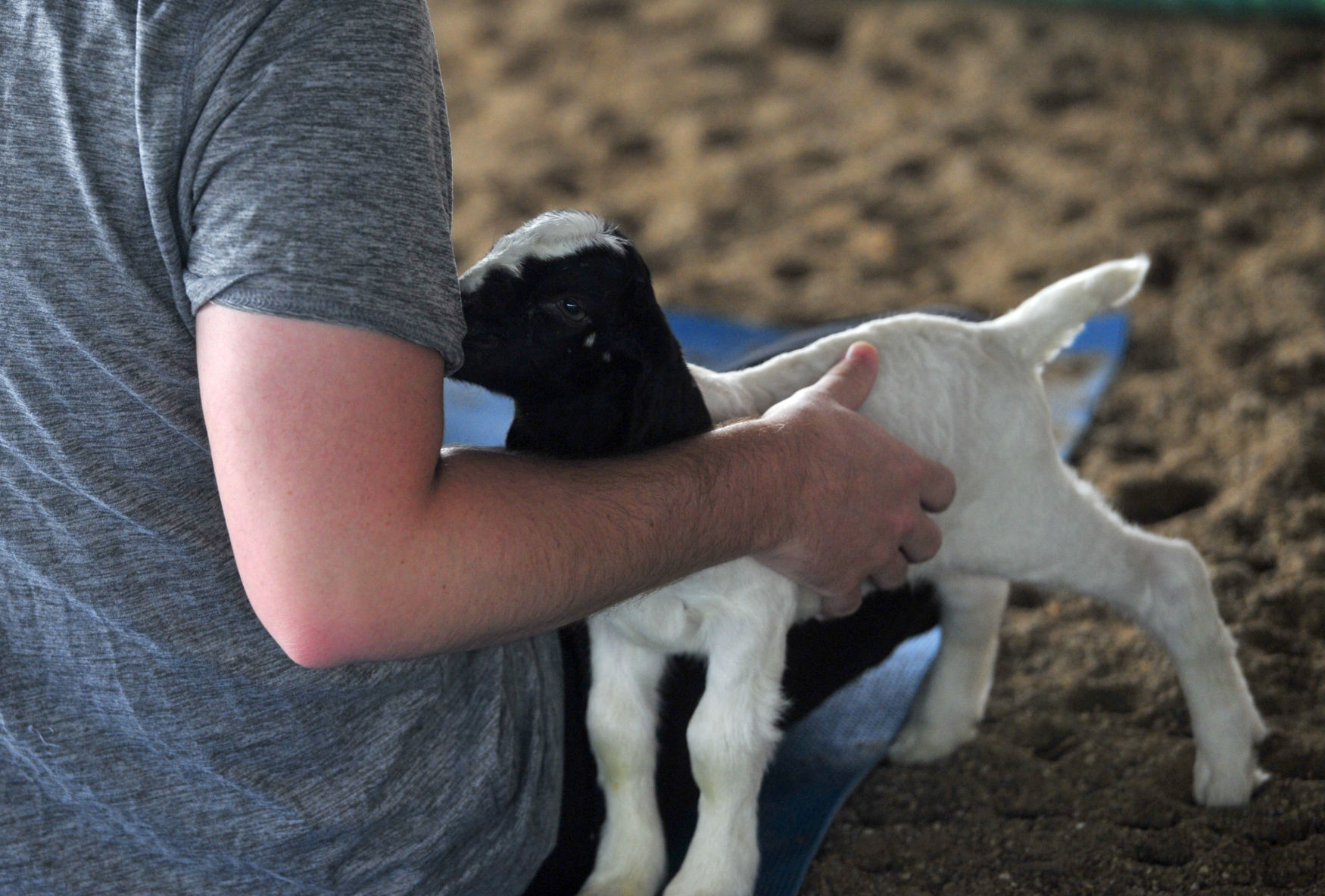 CHARLESTON GOAT YOGA 3 (06/22/19)